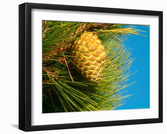 Pine Cone in Tree, New Zealand-William Sutton-Framed Photographic Print