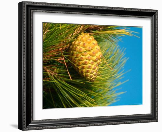 Pine Cone in Tree, New Zealand-William Sutton-Framed Photographic Print