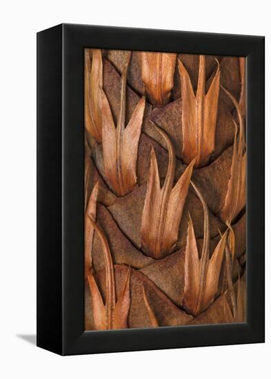 Pine Cone IV-Kathy Mahan-Framed Premier Image Canvas