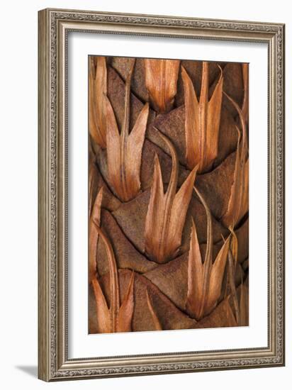 Pine Cone IV-Kathy Mahan-Framed Photographic Print