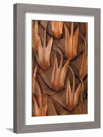 Pine Cone IV-Kathy Mahan-Framed Photographic Print