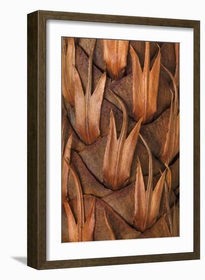 Pine Cone IV-Kathy Mahan-Framed Photographic Print