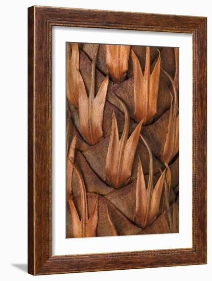 Pine Cone IV-Kathy Mahan-Framed Photographic Print