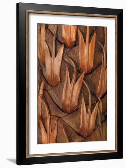 Pine Cone IV-Kathy Mahan-Framed Photographic Print