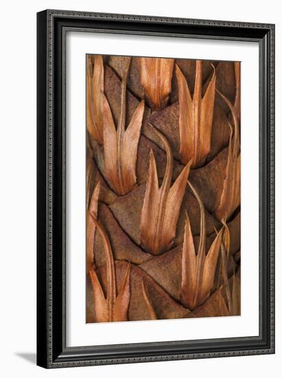 Pine Cone IV-Kathy Mahan-Framed Photographic Print