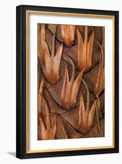 Pine Cone IV-Kathy Mahan-Framed Photographic Print