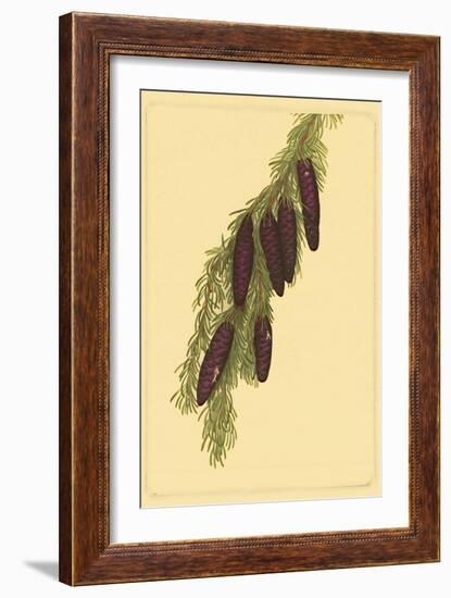 Pine Cone Pl. 267-null-Framed Art Print