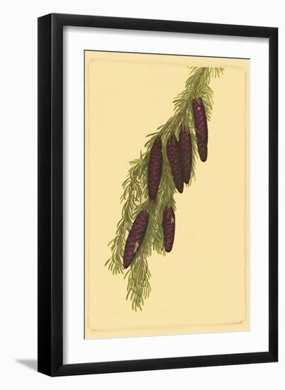 Pine Cone Pl. 267-null-Framed Art Print