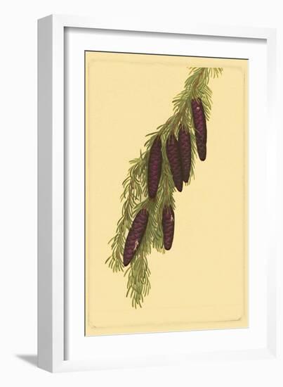 Pine Cone Pl. 267-null-Framed Art Print