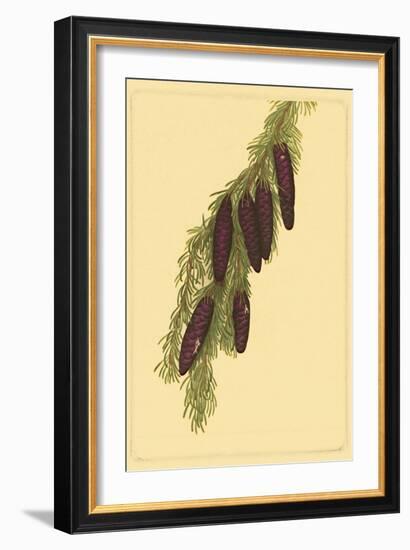 Pine Cone Pl. 267-null-Framed Art Print