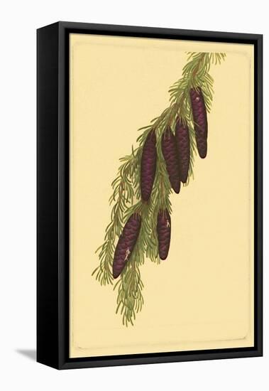 Pine Cone Pl. 267-null-Framed Stretched Canvas