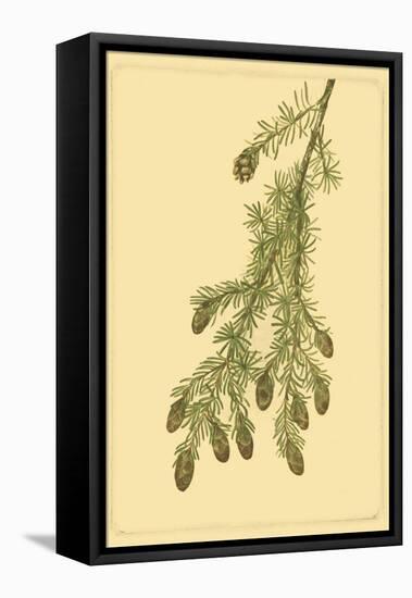Pine Cone Pl. 268-null-Framed Stretched Canvas