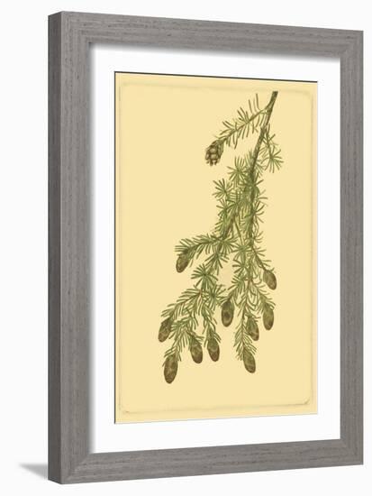 Pine Cone Pl. 268-null-Framed Art Print