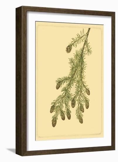 Pine Cone Pl. 268-null-Framed Art Print