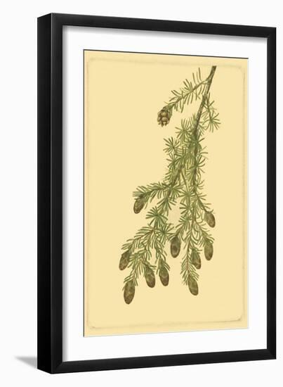 Pine Cone Pl. 268-null-Framed Art Print