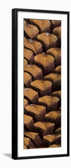 Pine Cone V-Kathy Mahan-Framed Art Print