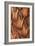 Pine Cone VI-Kathy Mahan-Framed Photographic Print