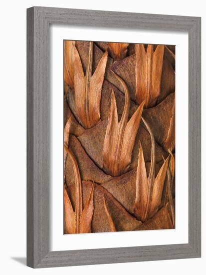 Pine Cone VI-Kathy Mahan-Framed Photographic Print