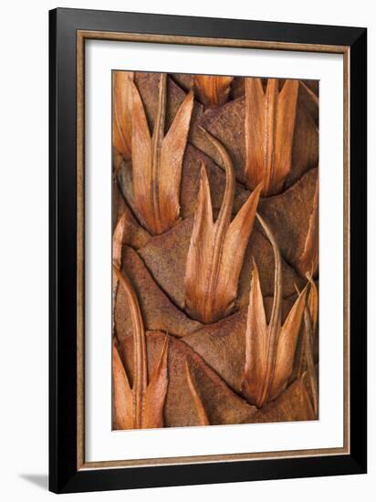 Pine Cone VI-Kathy Mahan-Framed Photographic Print