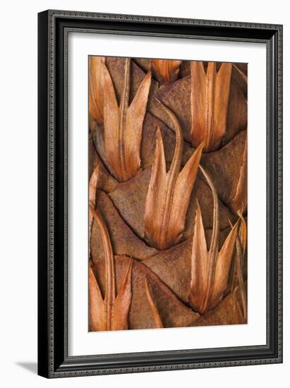 Pine Cone VI-Kathy Mahan-Framed Photographic Print