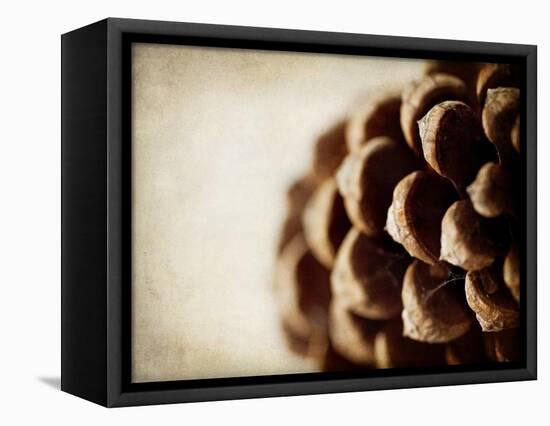 Pine Cone-Jessica Rogers-Framed Premier Image Canvas