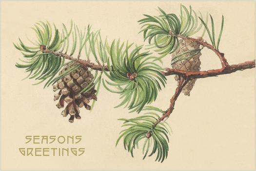 drawings of pine cones and pine boughs