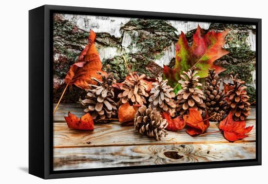 Pine Cones for Fall-Philippe Sainte-Laudy-Framed Premier Image Canvas