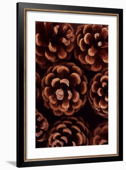 Pine Cones-Den Reader-Framed Photographic Print