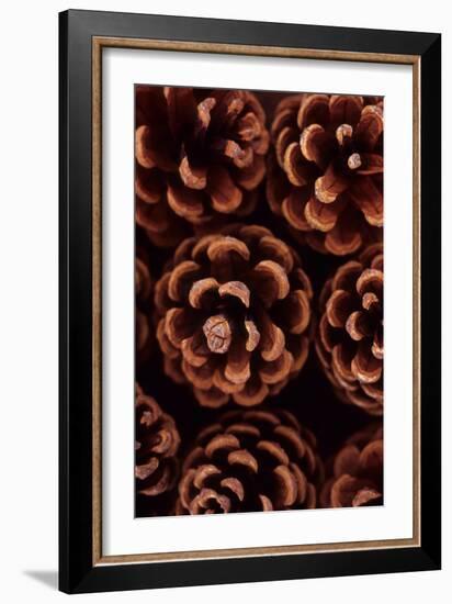 Pine Cones-Den Reader-Framed Photographic Print