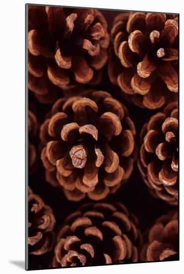 Pine Cones-Den Reader-Mounted Photographic Print