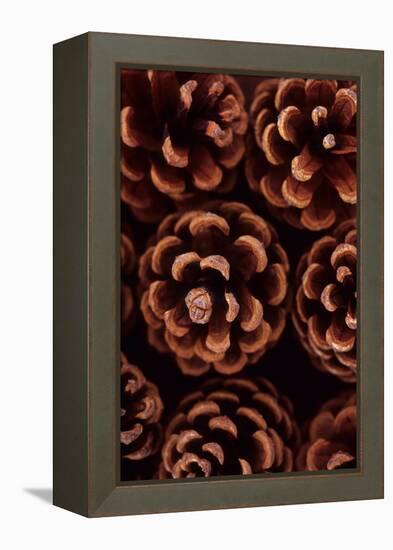 Pine Cones-Den Reader-Framed Premier Image Canvas