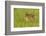 Pine County. Captive fawn.-Jaynes Gallery-Framed Photographic Print