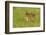 Pine County. Captive fawn.-Jaynes Gallery-Framed Photographic Print