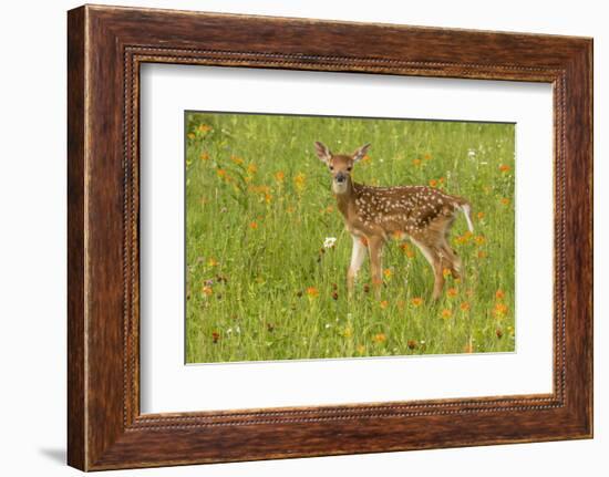 Pine County. Captive fawn.-Jaynes Gallery-Framed Photographic Print