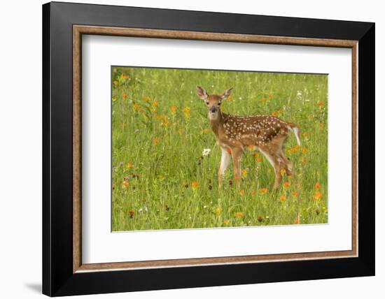 Pine County. Captive fawn.-Jaynes Gallery-Framed Photographic Print