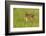 Pine County. Captive fawn.-Jaynes Gallery-Framed Photographic Print