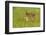 Pine County. Captive fawn.-Jaynes Gallery-Framed Photographic Print