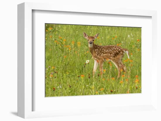 Pine County. Captive fawn.-Jaynes Gallery-Framed Photographic Print