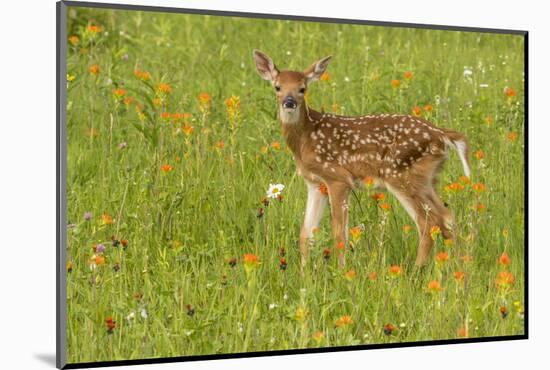 Pine County. Captive fawn.-Jaynes Gallery-Mounted Photographic Print