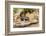 Pine County. Captive spotted skunk.-Jaynes Gallery-Framed Photographic Print