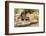 Pine County. Captive spotted skunk.-Jaynes Gallery-Framed Photographic Print