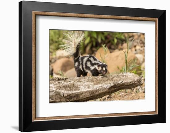 Pine County. Captive spotted skunk.-Jaynes Gallery-Framed Photographic Print