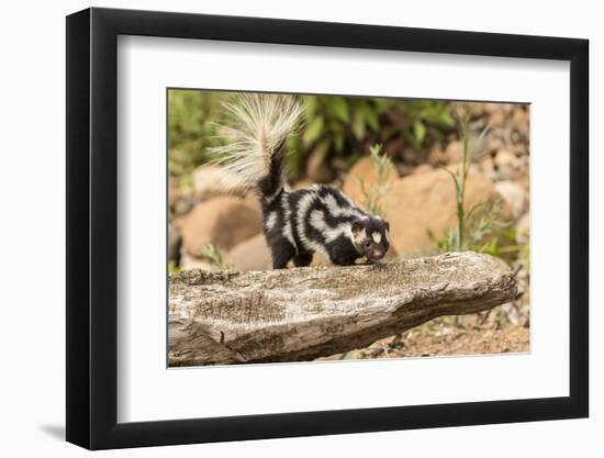 Pine County. Captive spotted skunk.-Jaynes Gallery-Framed Photographic Print