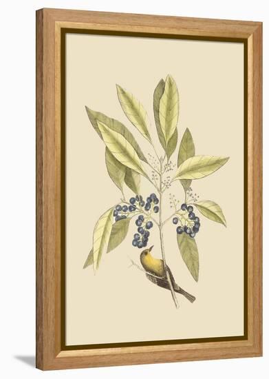 Pine Creeper-Mark Catesby-Framed Stretched Canvas