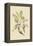Pine Creeper-Mark Catesby-Framed Stretched Canvas