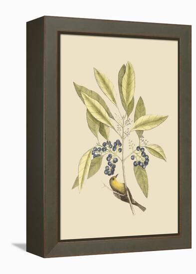 Pine Creeper-Mark Catesby-Framed Stretched Canvas