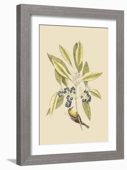 Pine Creeper-Mark Catesby-Framed Art Print