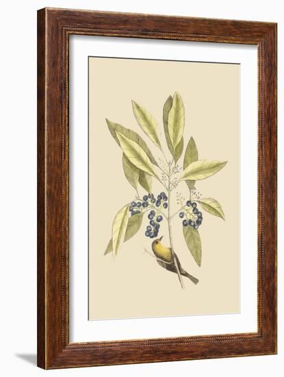 Pine Creeper-Mark Catesby-Framed Art Print