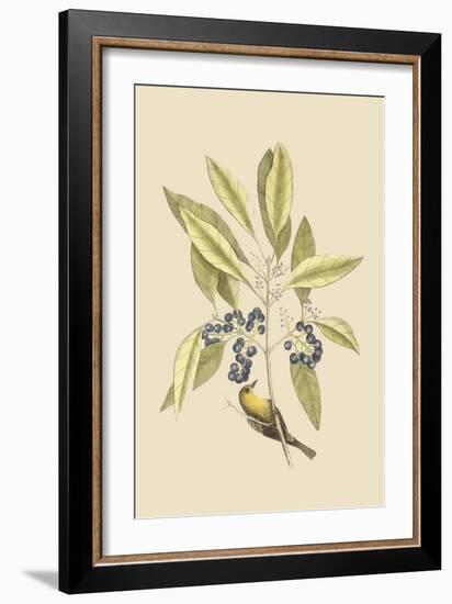 Pine Creeper-Mark Catesby-Framed Art Print