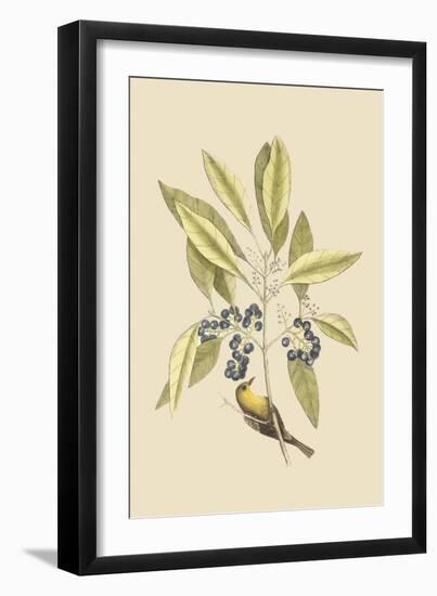 Pine Creeper-Mark Catesby-Framed Art Print